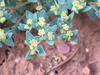Euphorbia fendleri - Photo Ningún derecho reservado, subido por Robb Hannawacker