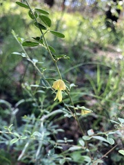 Rhynchosia cytisoides