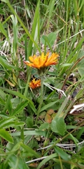 Crepis aurea