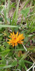 Crepis aurea
