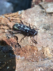 Neoclytus conjunctus