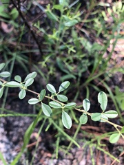 Rhynchosia cytisoides