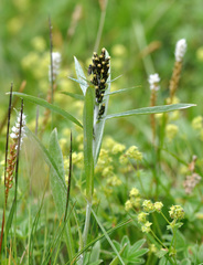 Omalotheca norvegica