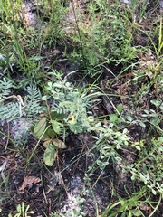 Rhynchosia cytisoides