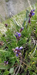 Dracocephalum ruyschiana