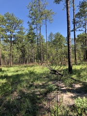 Rhynchosia cytisoides