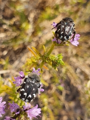 Heterocnemis graeca