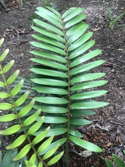 Zamia obliqua