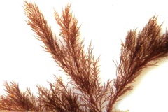 Gelidiaceae