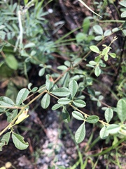 Rhynchosia cytisoides