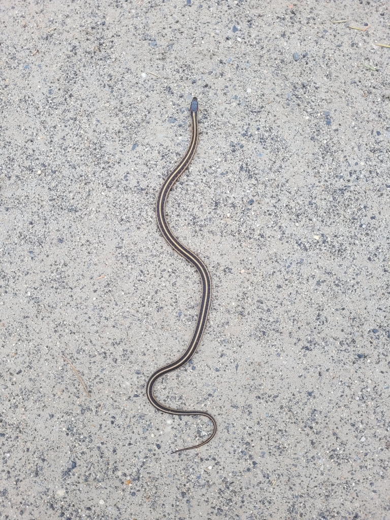 Valley Garter Snake from Idaho County, US-ID, US on June 17, 2022 at 02 ...