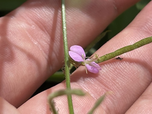 Desmodium scorpiurus iNat (2)