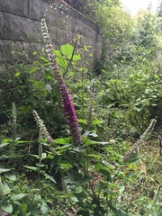 Teucrium hircanicum