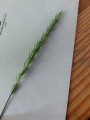 Elymus repens arenosus