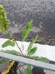 Rumex