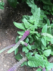 Teucrium hircanicum