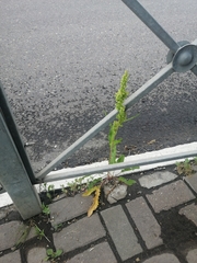 Rumex
