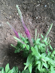 Teucrium hircanicum