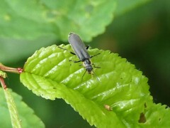 Cantharis paradoxa