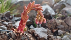 Sedum villosum