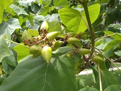 Paulownia tomentosa