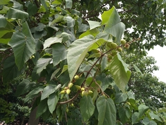 Paulownia tomentosa