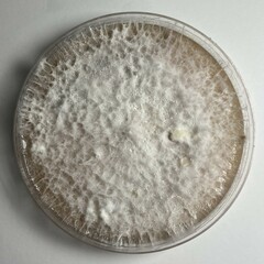 Fusarium