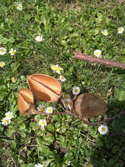 Paulownia tomentosa