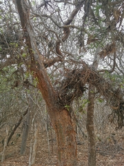 Bursera instabilis