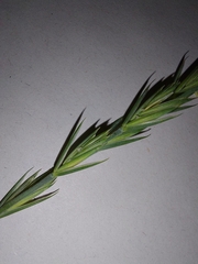 Elymus repens arenosus