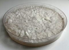 Fusarium