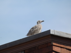 Larus argentatus
