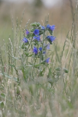 Echium vulgare