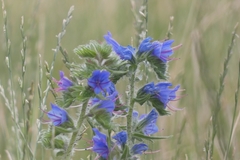 Echium vulgare