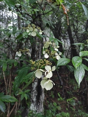 Hydrangea chinensis