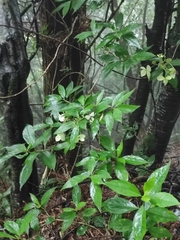 Hydrangea chinensis