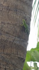 Anolis