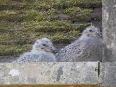 Larus argentatus