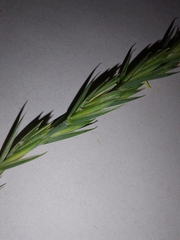 Elymus repens arenosus