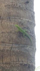 Anolis