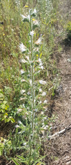 Echium italicum