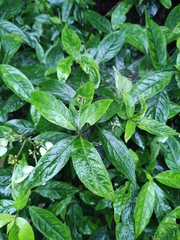 Hydrangea chinensis