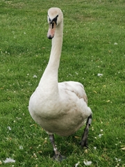 Cygnus olor