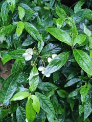Hydrangea chinensis