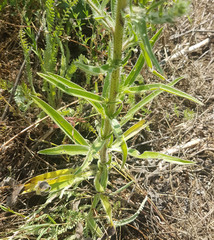 Echium italicum