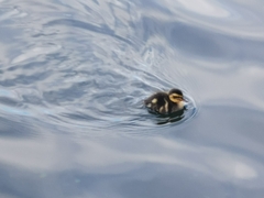 Anas platyrhynchos