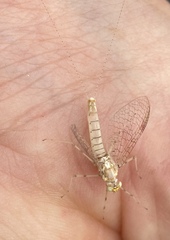 Maccaffertium modestum