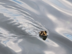 Anas platyrhynchos