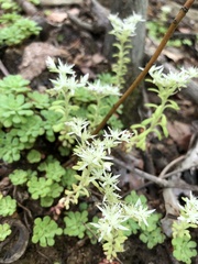 Sedum glaucophyllum