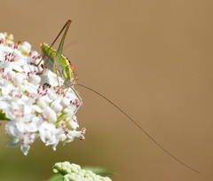 Poecilimon macedonicus